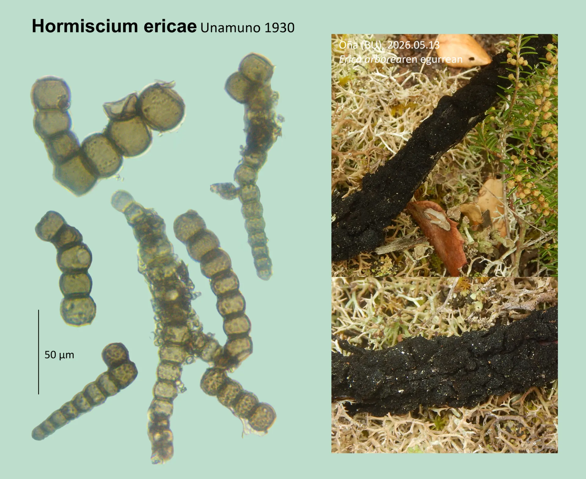 Microscopía de Hormiscium ericae